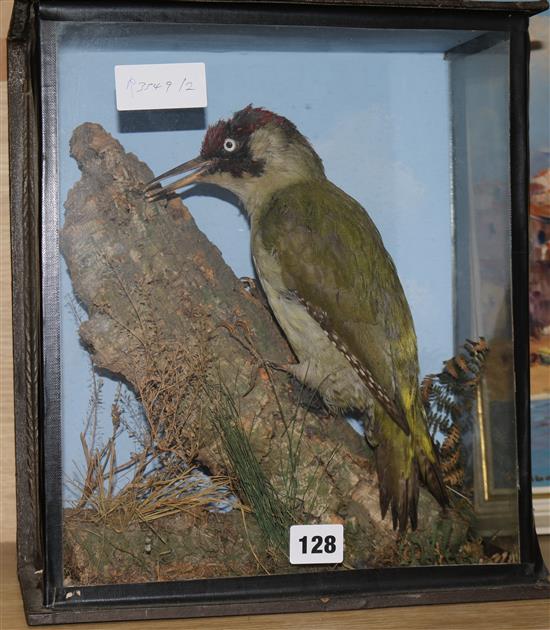 A taxidermic green woodpecker, cased